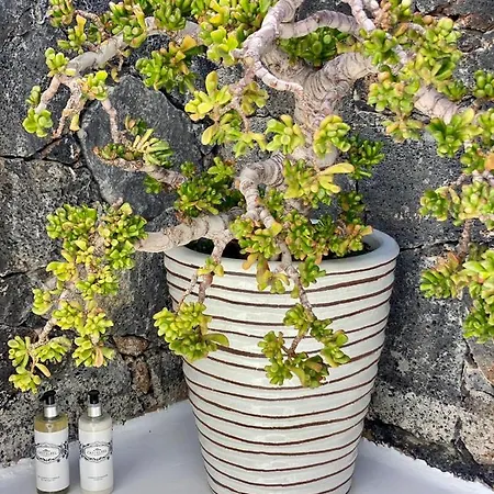 Shepherd - Luxury Fuerteventura 4*