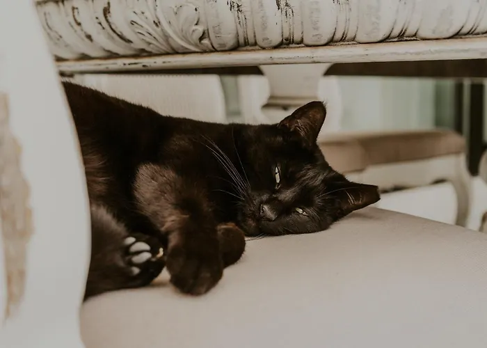 Shepherd - Luxury Fuerteventura 招待所 拉哈雷斯