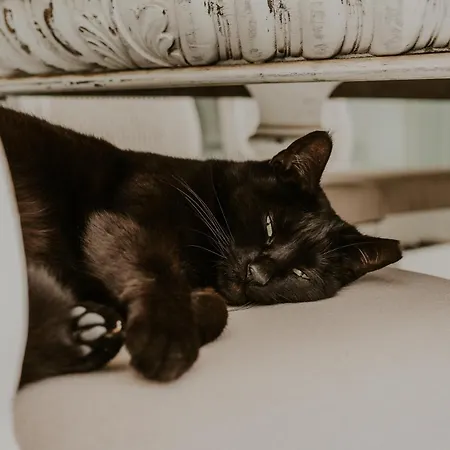 Shepherd - Luxury Fuerteventura Pensión Lajares