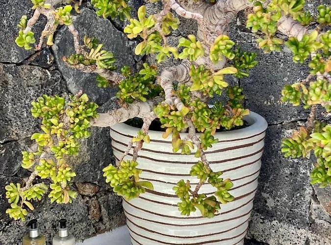 Shepherd - Luxury Fuerteventura 4*